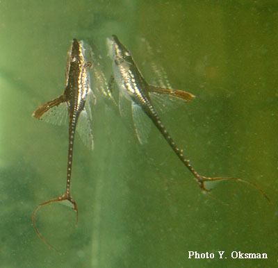 Sturisoma panamense